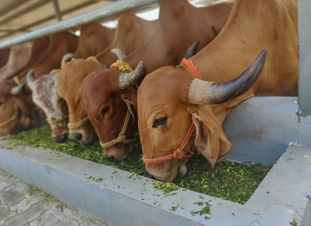 Free Grazing Gir Cows